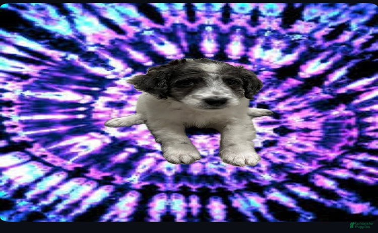 Miniature Poodle dogs for sale - Ad 1