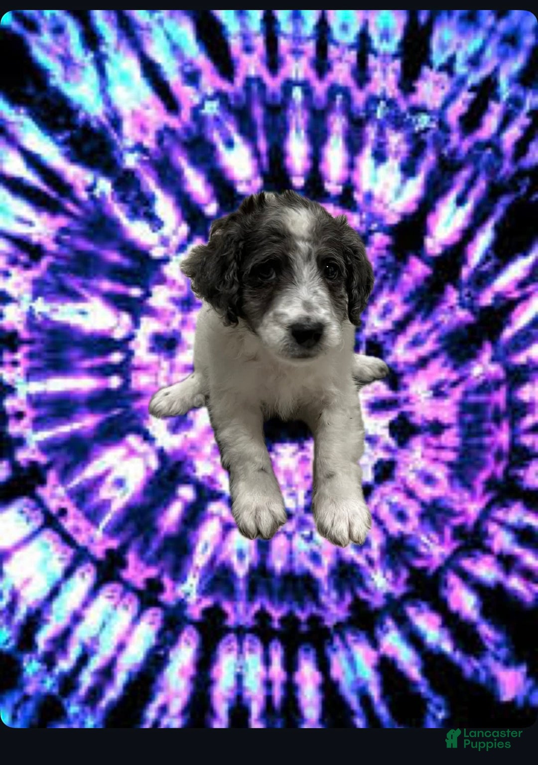 Miniature Poodle dogs for sale: Marly - Image 1