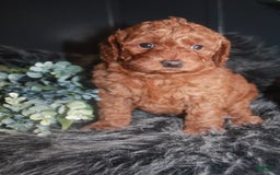 Mini Goldendoodle dogs for sale: Macy - Image 3