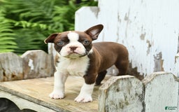 Boston Terrier dogs for sale: Honey - Image 4