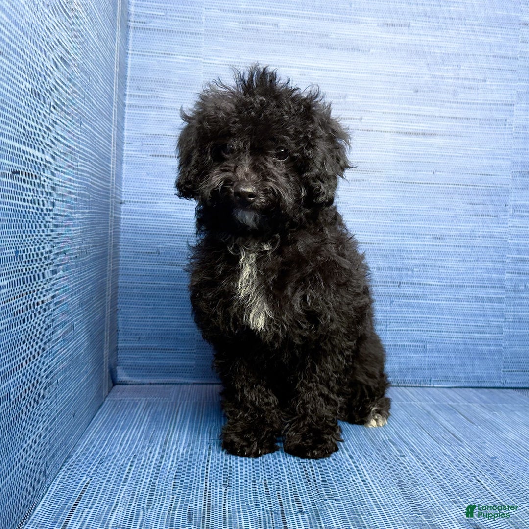 Maltipoo dogs for sale: Moriah - Listing for pets: Moriah - Image 4