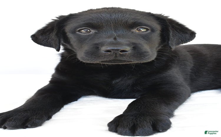 Labrador Retriever dogs for sale - Ad 1
