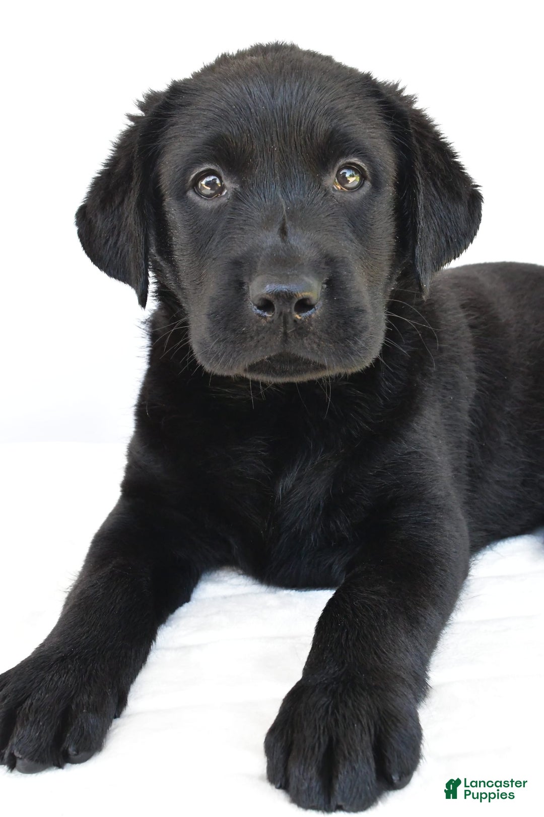 Labrador Retriever dogs for sale: Bell - Image 1