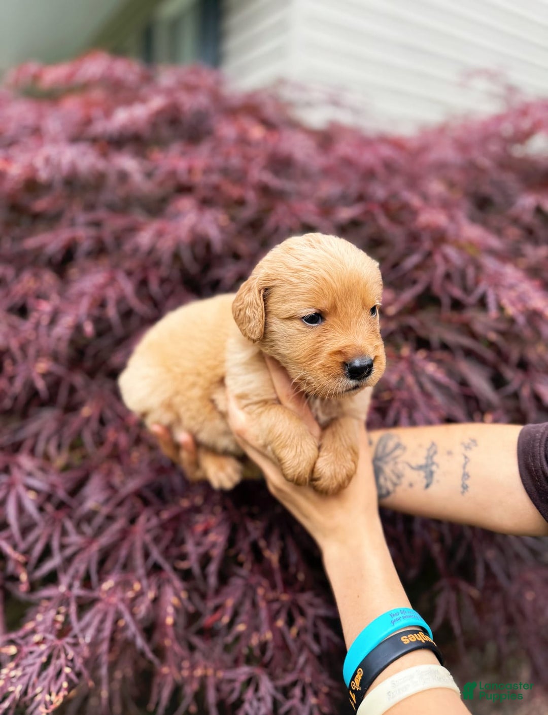 Golden Retriever dogs for sale: Pine - Image 7