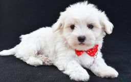 Maltese dogs for sale: Alexander - Image 6