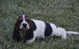 Basset Hound dogs for sale: Ida - Image 5