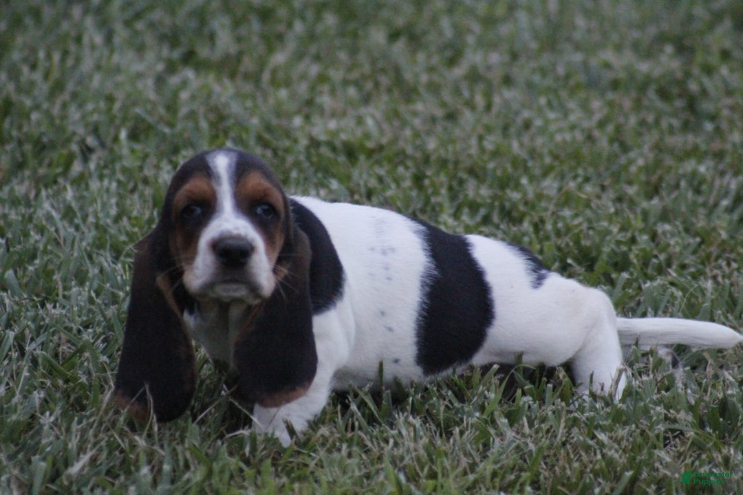 Basset Hound dogs for sale: Ida - Image 5
