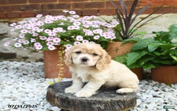 Cocker Spaniel dogs for sale: Cooper - Image 5