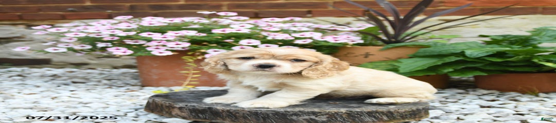 Cooper