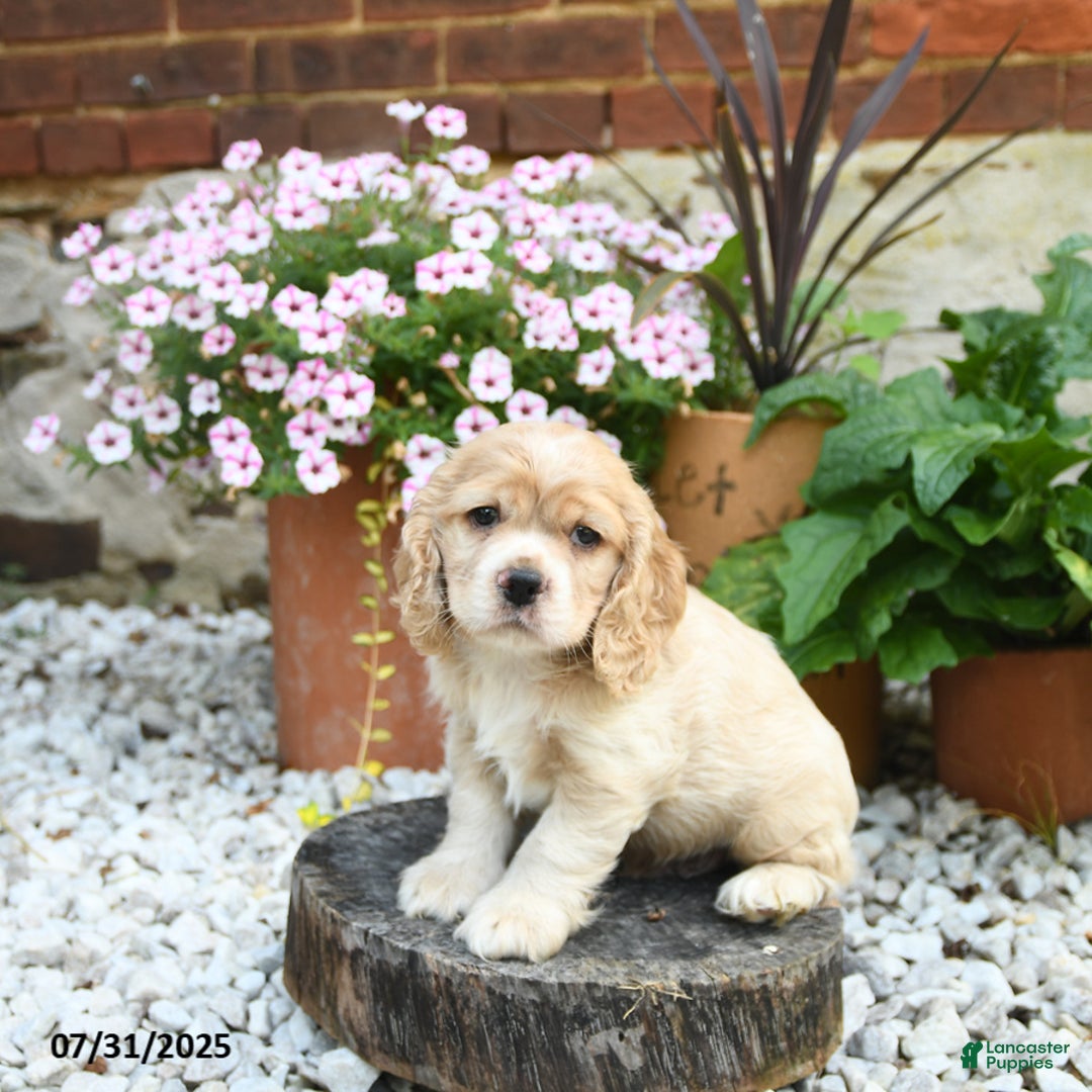 Cocker Spaniel dogs for sale: Cooper - Image 5