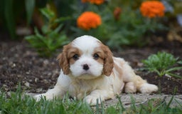 Cavalier King Charles Spaniel dogs for sale: Charlie - Image 1