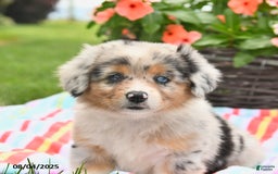 Welsh Corgi Pembroke dogs for sale: Trixie - Image 3