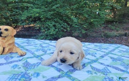 Golden Retriever dogs for sale: JOEY - Image 4