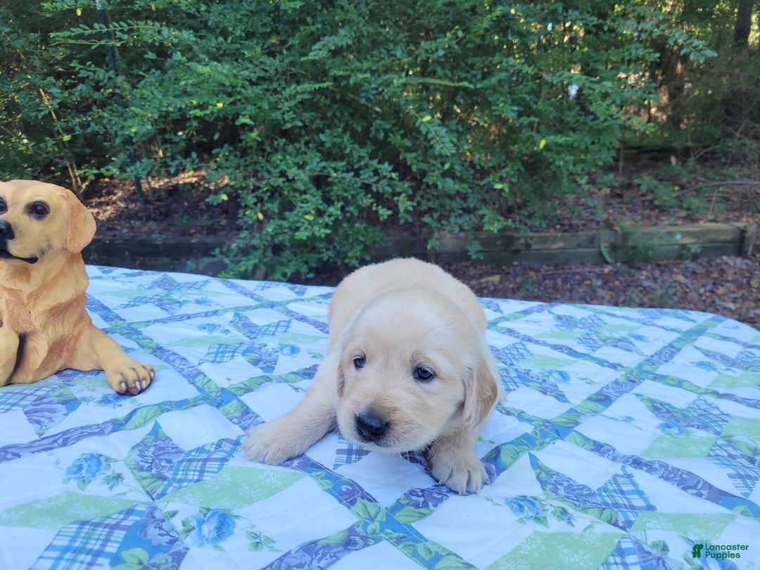 Golden Retriever dogs for sale: JOEY - Image 4