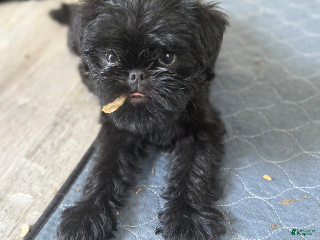 Brussels Griffon dogs for sale: Gidget - Image 4