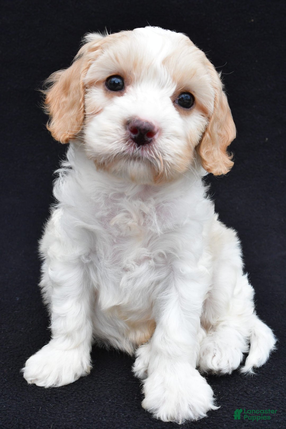 Cavapoo dogs for sale: Snickers - Image 1