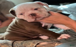 Olde English Bulldogge dogs for sale: Mien - Image 2
