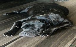 Cane Corso dogs for sale: Leo - Image 3