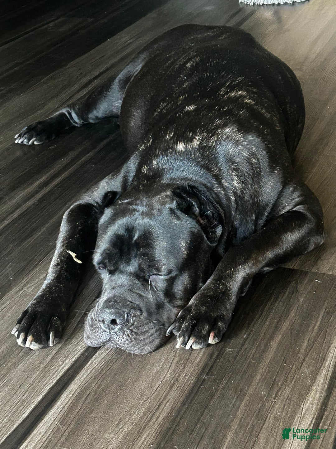 Cane Corso dogs for sale: Leo - Image 3