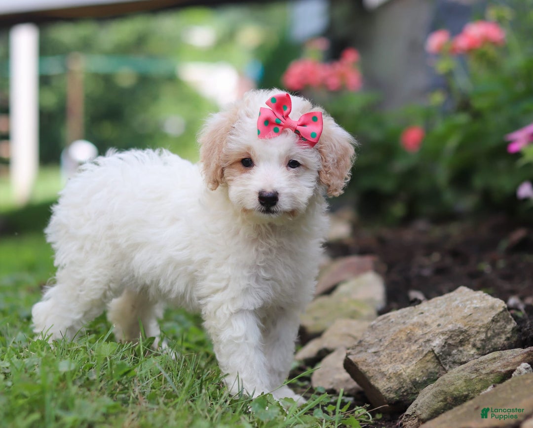 Mini Aussiedoodle dogs for sale: Kandy - Image 5