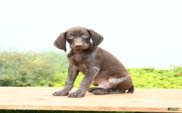 German Shorthaired Pointer dogs for sale: Jupiter - Image 2