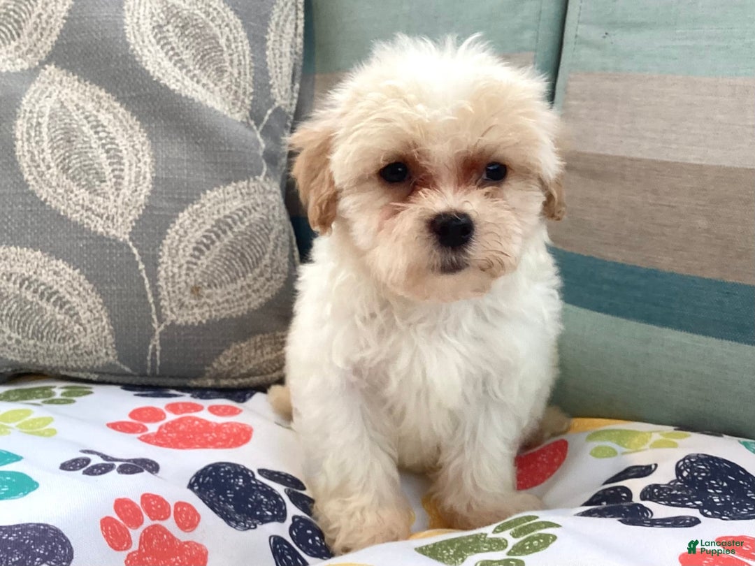 Havapoo dogs for sale: Jace - Image 3