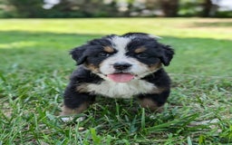 Bernese Mountain Dog dogs for sale: Charlie - Image 2