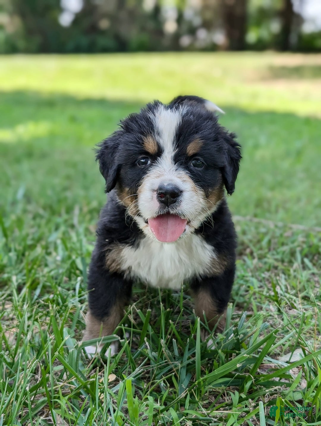 Bernese Mountain Dog dogs for sale: Charlie - Image 2