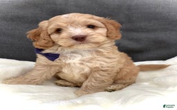 Cockapoo dogs for sale: Oliver - Image 6