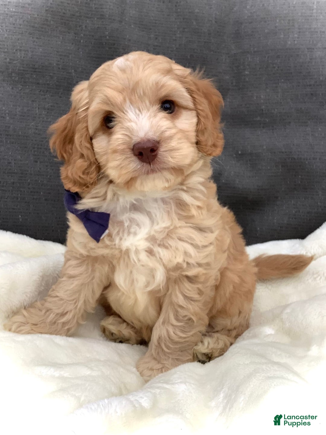 Cockapoo dogs for sale: Oliver - Image 6
