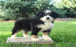 Mini Bernedoodle dogs for sale: Penny - Image 8