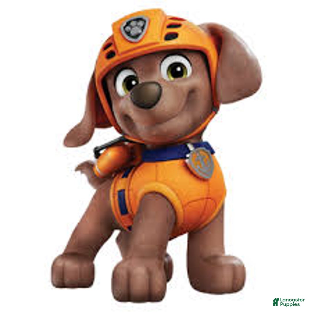 Mixed Breed dogs for sale: Zuma - Image 1