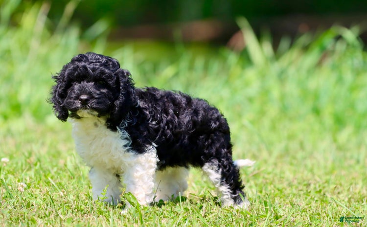 Cockapoo dogs for sale - Ad 1
