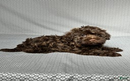 Havapoo dogs for sale: Havapoo 5 puppies - Image 15