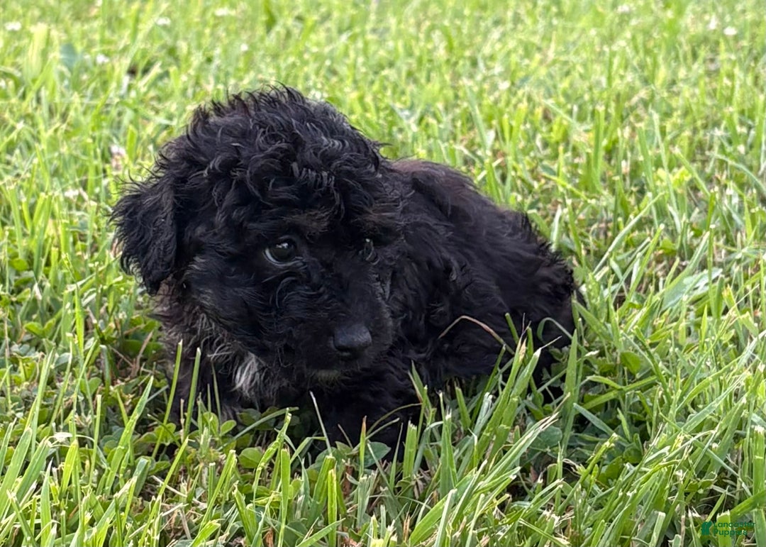 Aussiedoodle dogs for sale: Richie - Image 5
