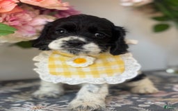 Cocker Spaniel dogs for sale: Lola - Image 2