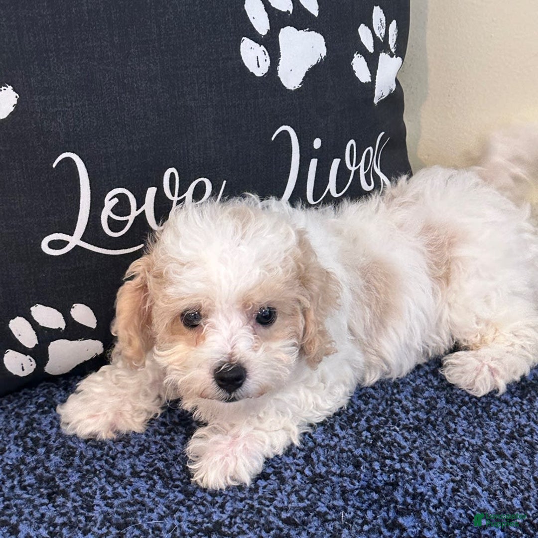 Cavachon dogs for sale: Annabelle - Image 2