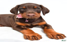 Doberman Pinscher dogs for sale: Macey - Image 6