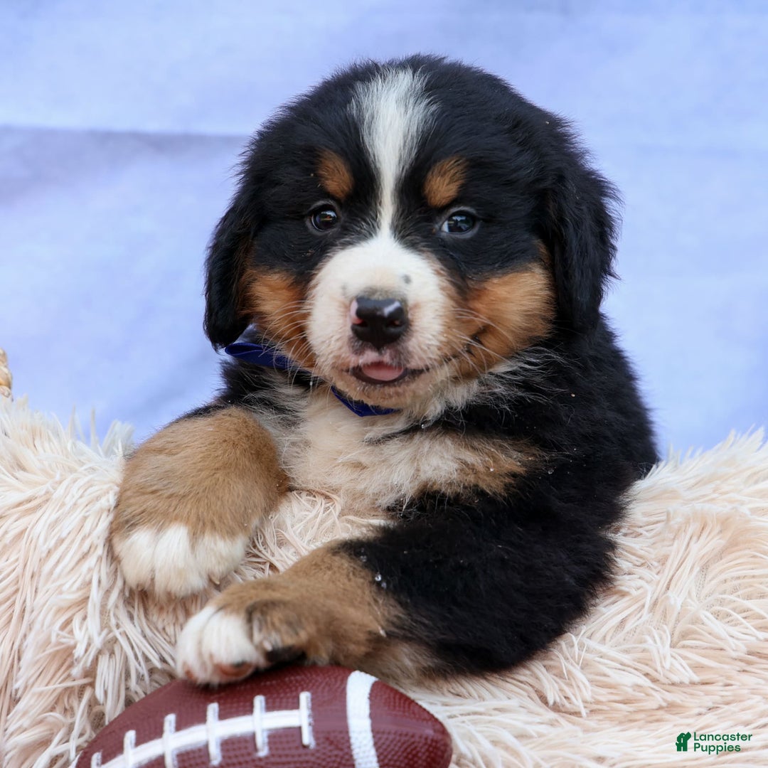 Bernese Mountain Dog dogs for sale: Seth - Image 10