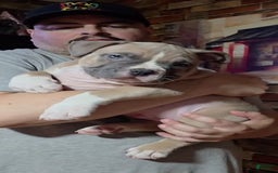 American Bully dogs for sale: National Champion Jack - Image 35