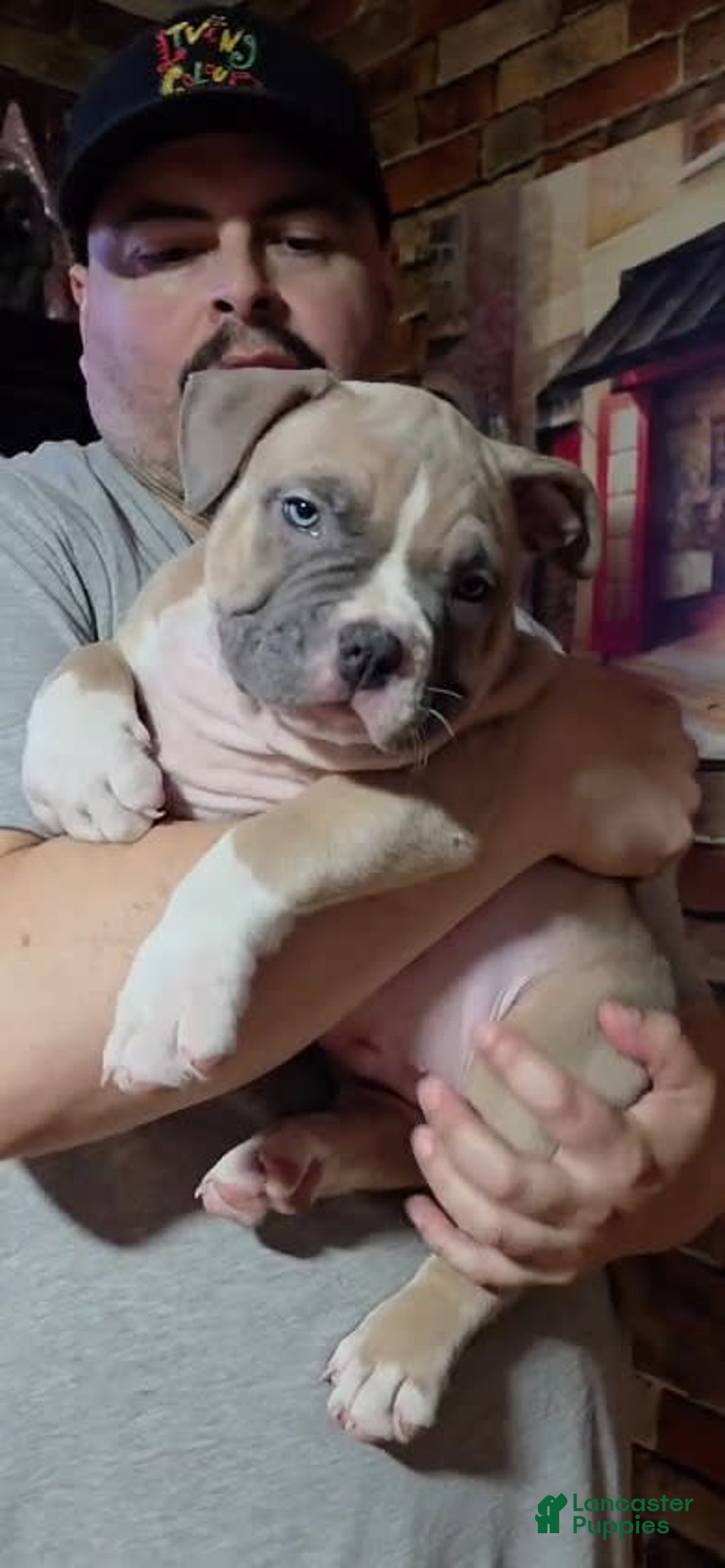 American Bully dogs for sale: National Champion Jack - Image 35