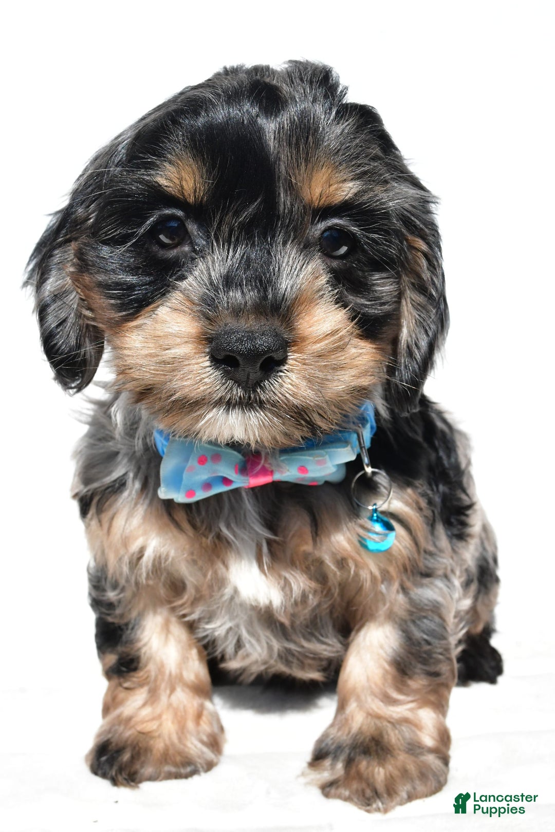 Cockapoo dogs for sale: Will - Image 5