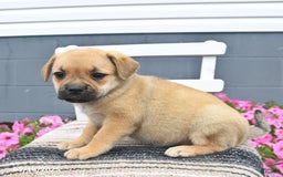Pug dogs for sale: Pearl - Image 5