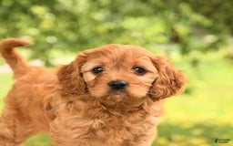 Cavapoo dogs for sale: Bella - Image 3