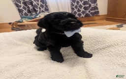 Labradoodle dogs for sale: Pistol - Image 8