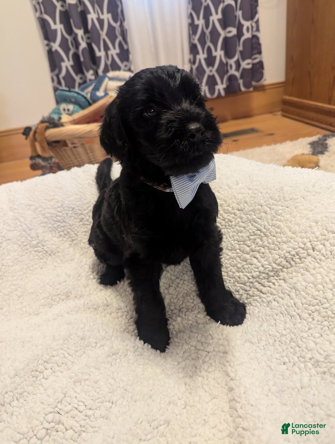 Labradoodle dogs for sale: Pistol - Image 8