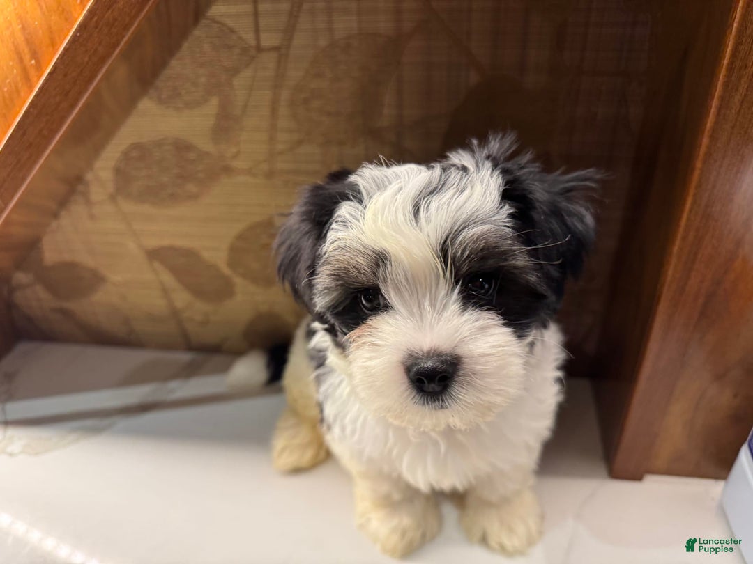 Morkie dogs for sale: Handsome big boy - Image 9