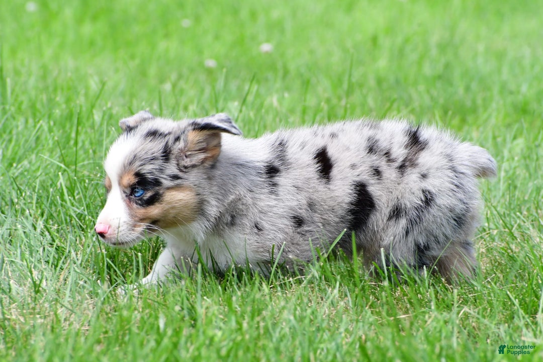 Australian Shepherd dogs for sale: Luna - Image 5
