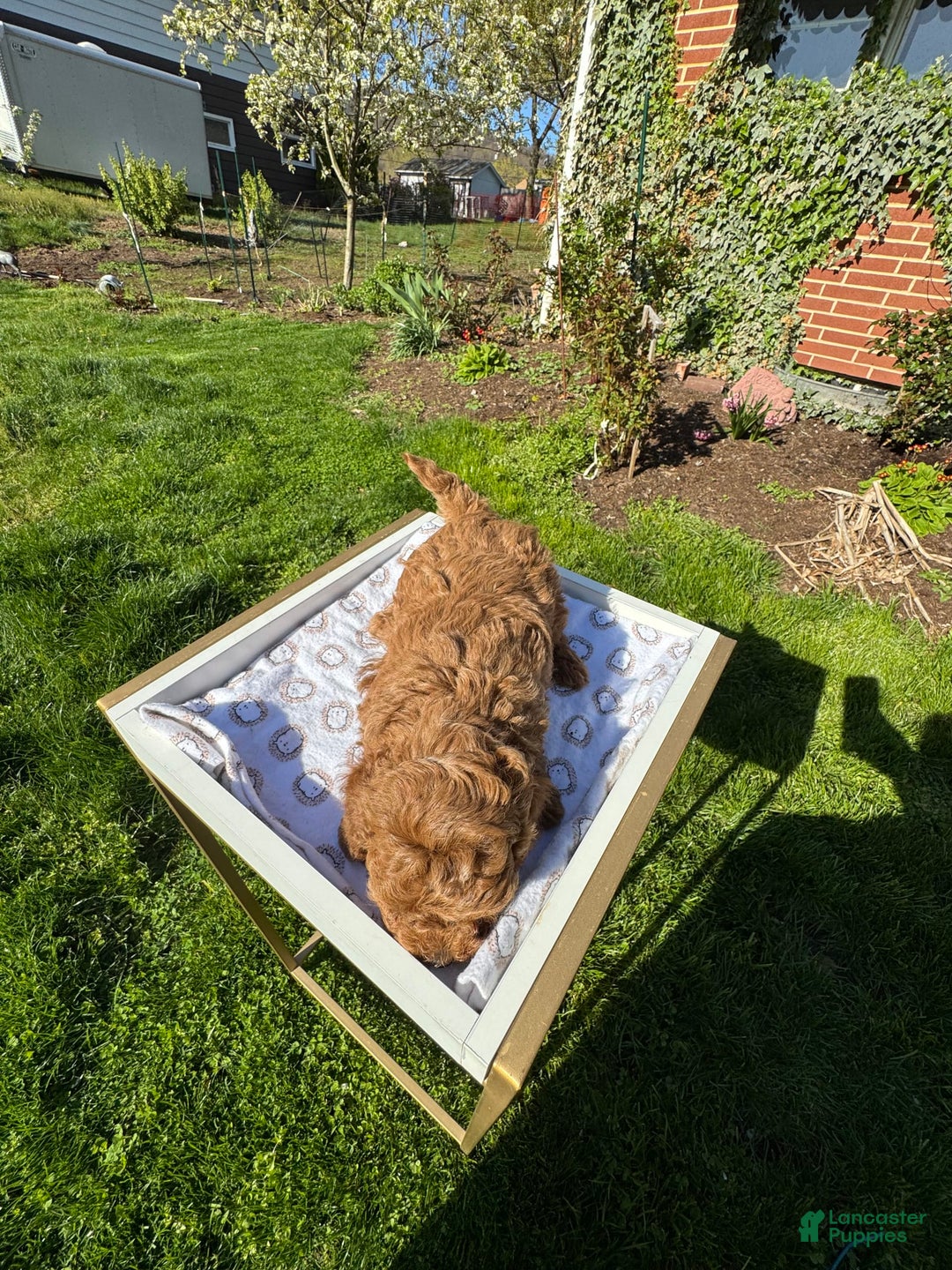 Toy Poodle dogs for sale: Maxi - Image 12