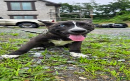 Dutch Shepherd dogs for sale: Puppy - Image 2